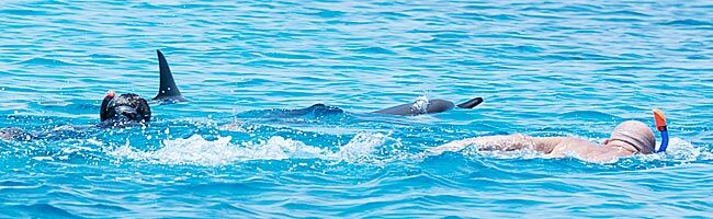 Delfinschützer warnen | © Blaubeerwald-Institut®