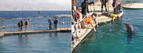 RTL Sendung - Die Ausreisser und die Delfine in Eilat | © Blaubeerwald Institut®