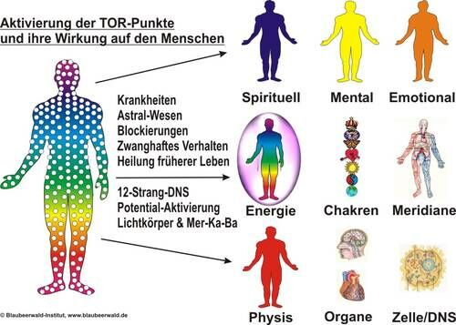 Aktivierung der TOR-Punkte und ihre Wirkung auf den Menschen | © Blaubeerwald Institut®