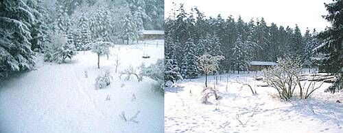 Winter im Blaubeerwald | © Blaubeerwald Institut®